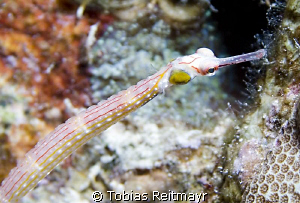 Blackbreasted Pipefish, Abu Ramada, Hurghada. Canon EOS 3... by Tobias Reitmayr 